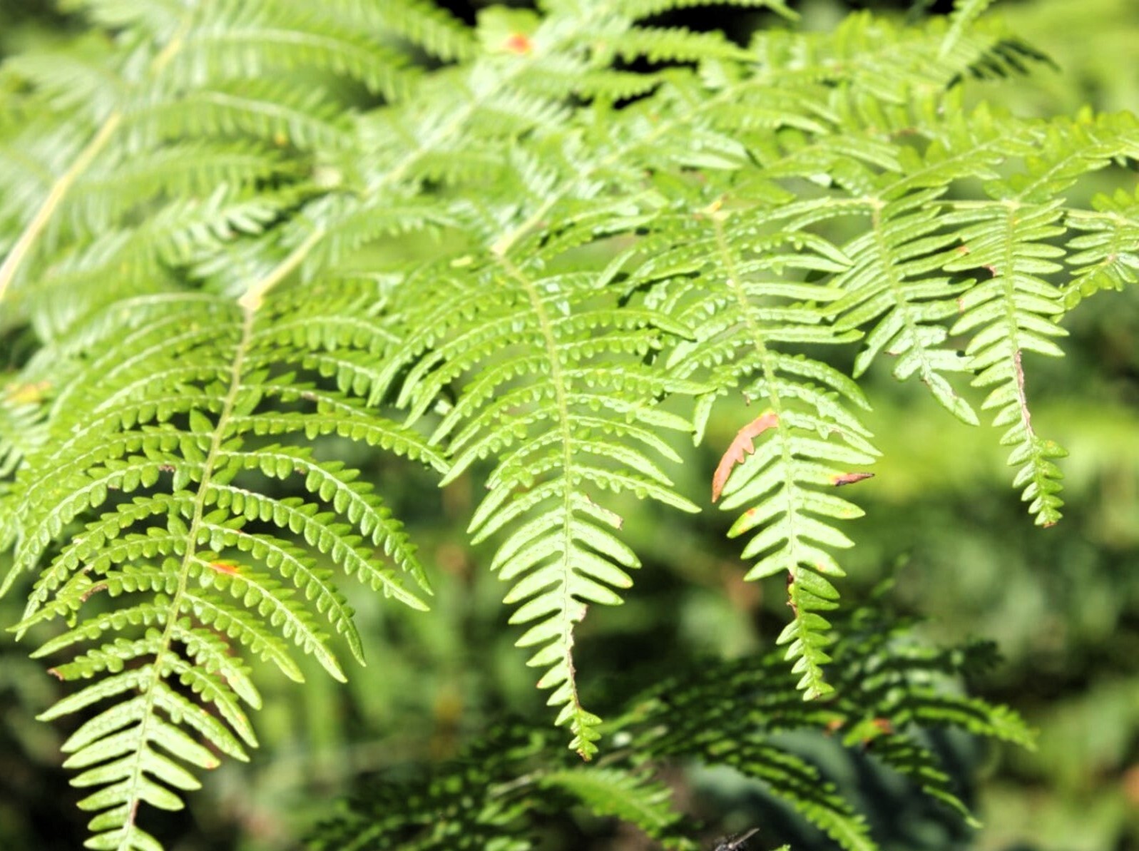 Bracken Fern Bare Root Live Plant – Outdoor Garden Plant Pteridium aquilinum