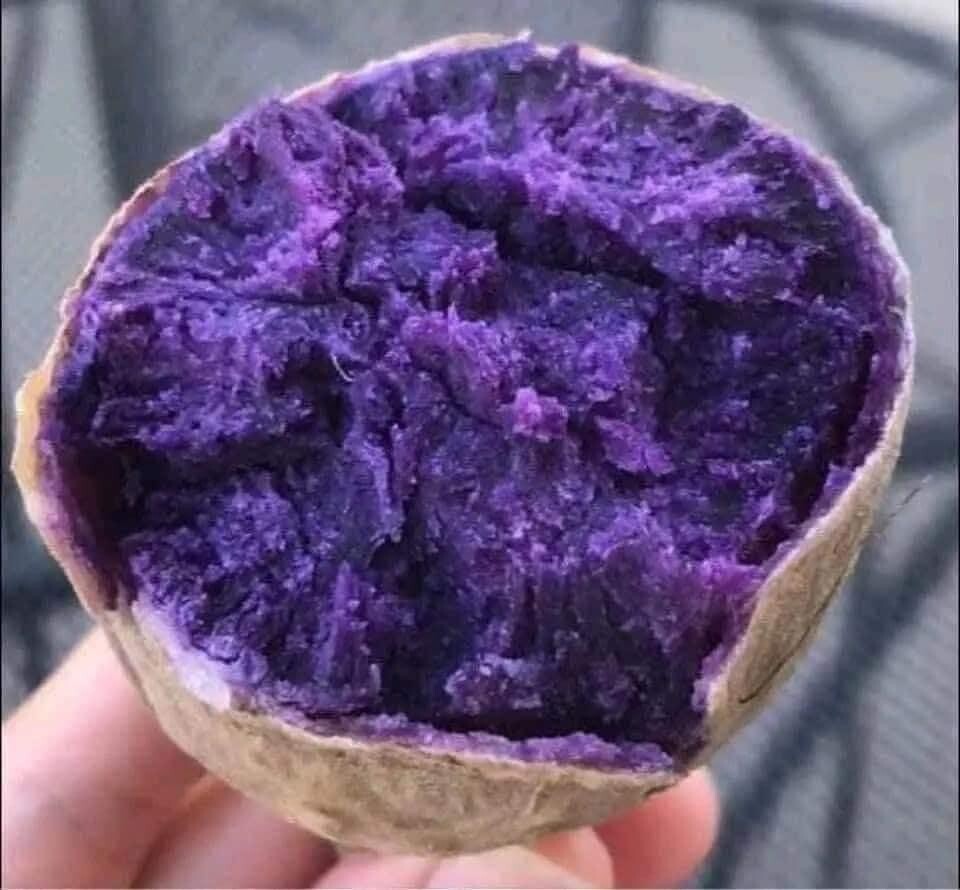 10 Okinawa -yam Sweet Potato Slips- White And Purple Sweet Potato Slips