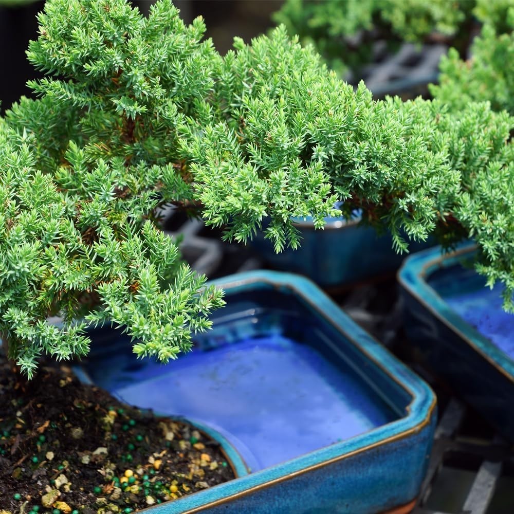 Beginner-Friendly Green Mound Juniper Bonsai Tree – Low Maintenance & Charming
