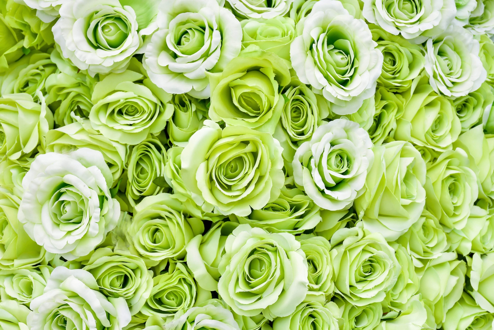 5 GREEN ROSE Rosa Bush Shrub Perennial Flower Seeds *Flat S/H