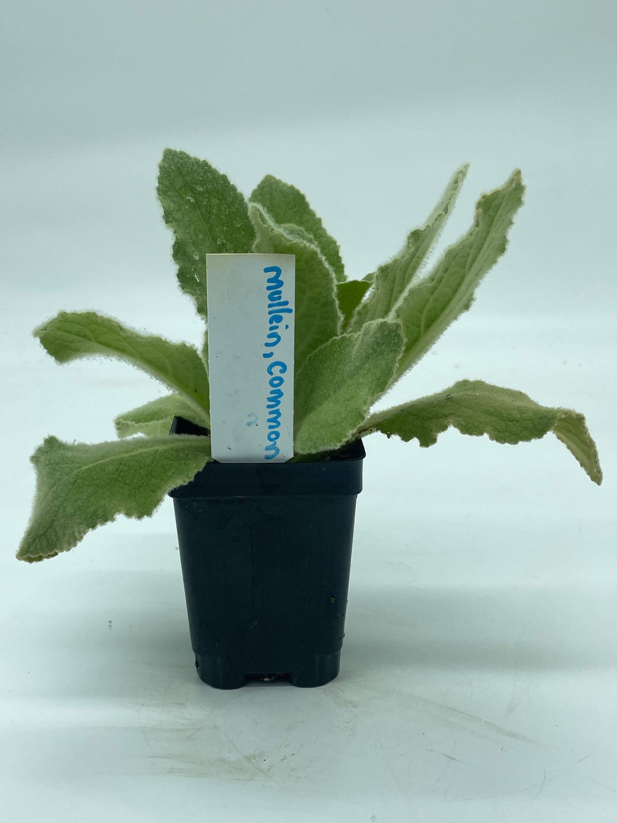 Common Or Great Mullein Starter Plant – V. Thapsus – Very Useful!