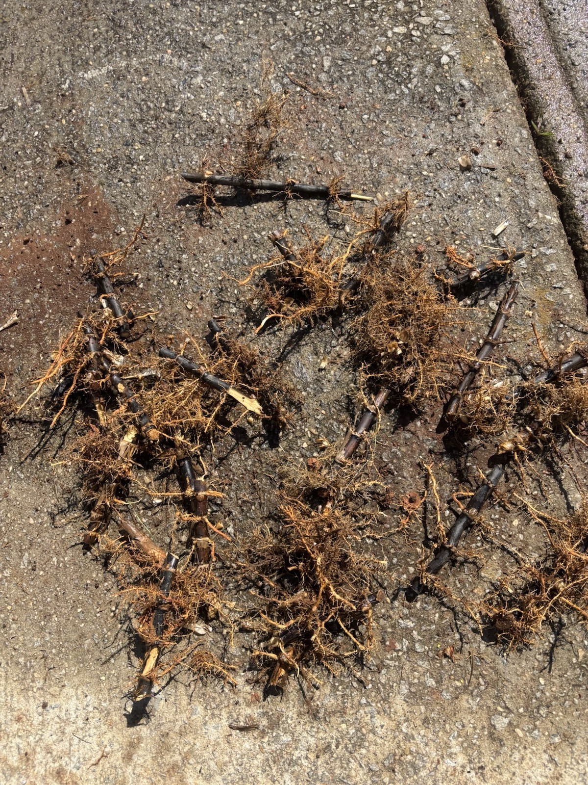 ONE ( 1 ) Black Bamboo Rhizome