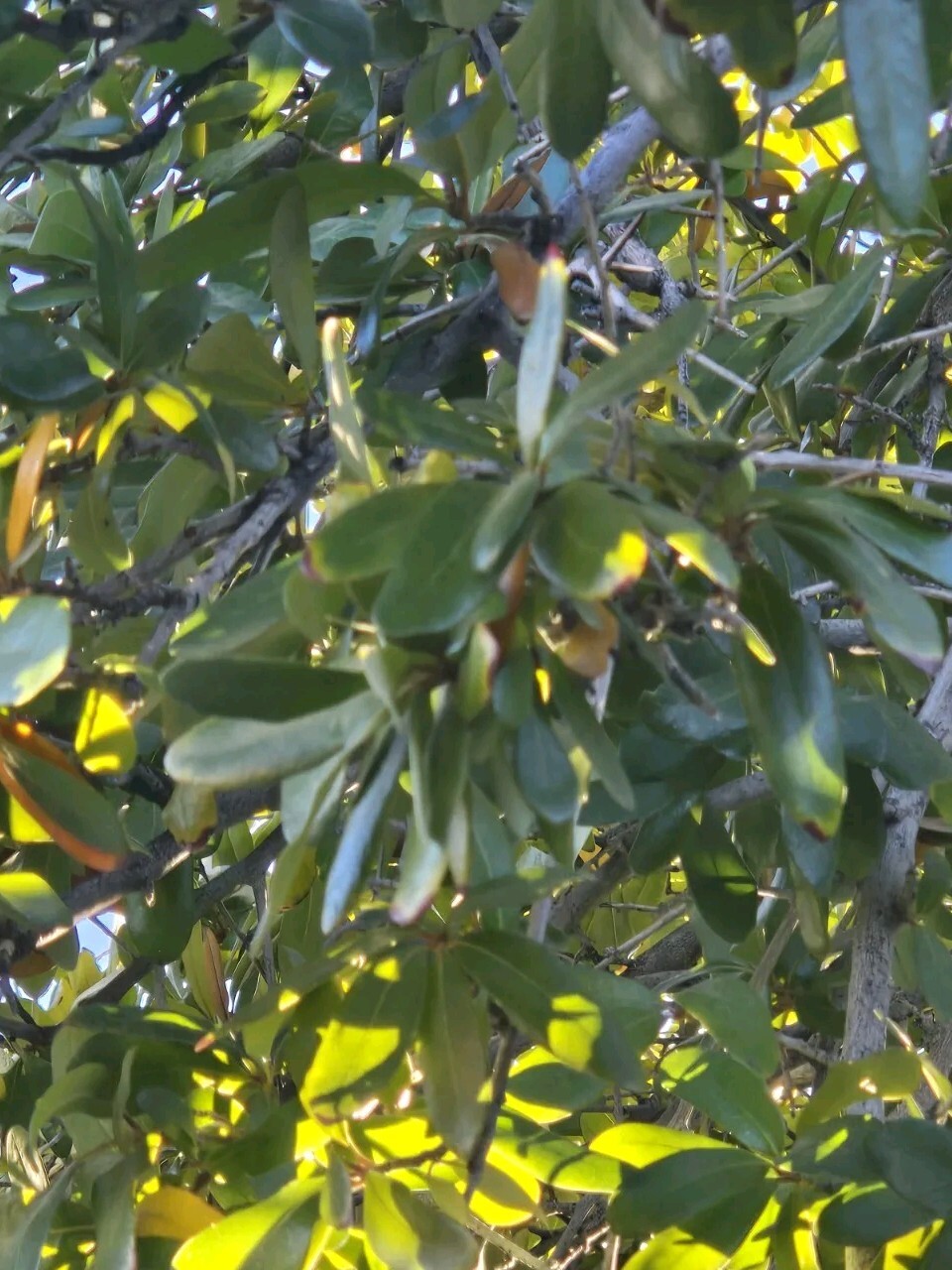 30 – QUERCUS VIRGINIANA, SOUTHERN LIVE OAK, DECEMBER 2024 ACORNS