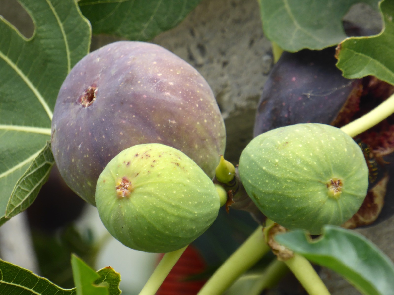 Clearance: Buy 1 get 1 free: Exotic fruit tree Wampee, 2-3 inches tall