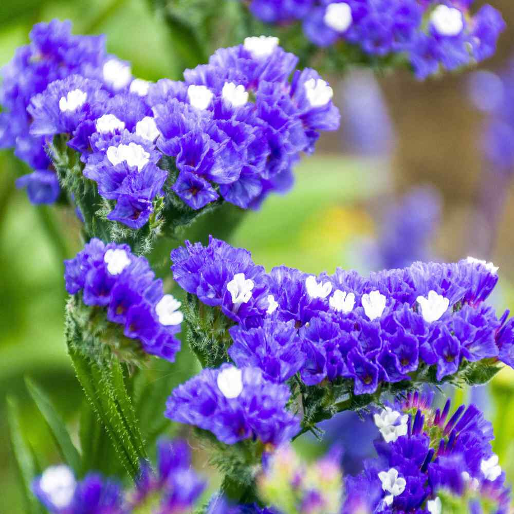 60 seeds STATICE BLUE Limonium Sinuatum Blue River