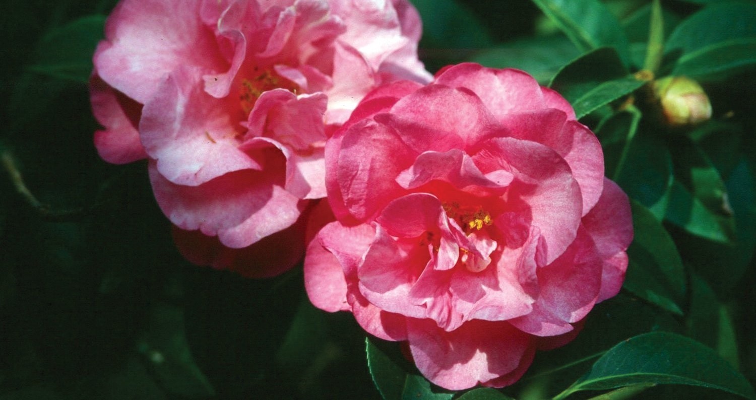 Camellia hiemalis ‘Shi Shi Gashira’/Shi Shi Sasanqua-3 inch Starter Pot