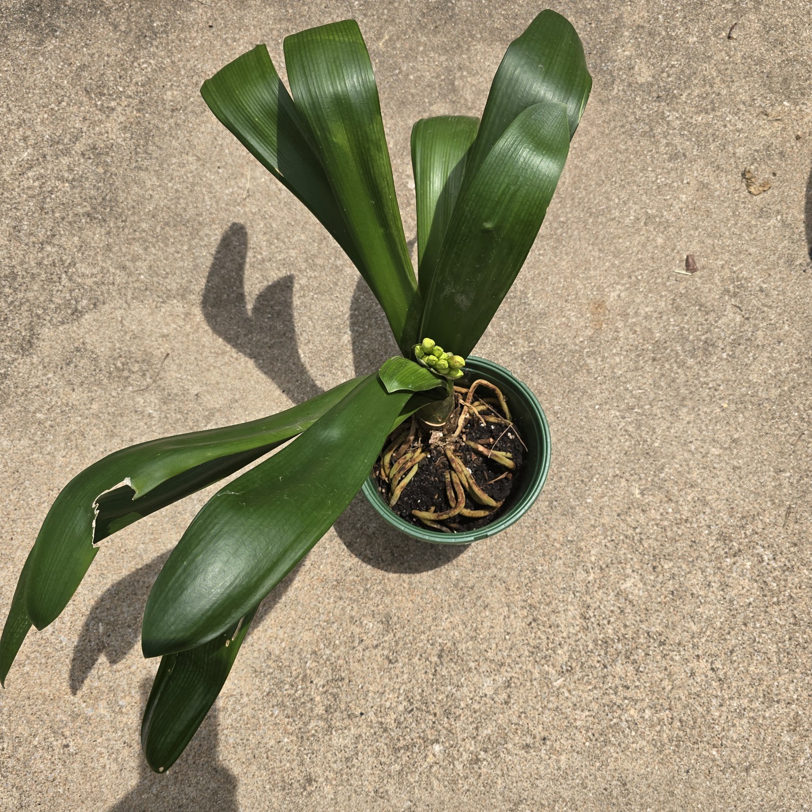 CLIVIA Miniata Orange Ready To Bloom NOW Mature Live Plant Shipped Bare Root