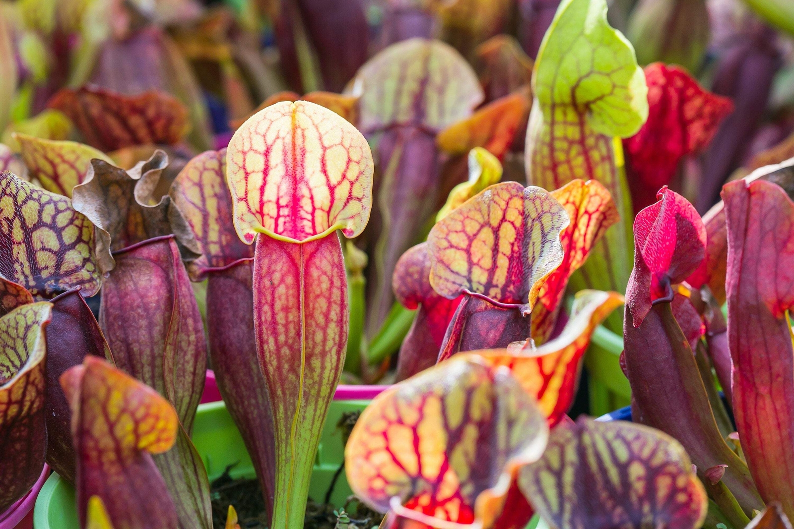 10 MIXED PITCHER PLANT Sarracenia Carnivorous Red Purple Yellow + Flower Seeds