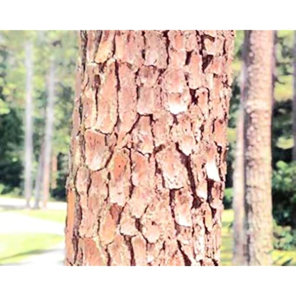 50 Loblolly Pine Trees $3 each FREE SHIPPING