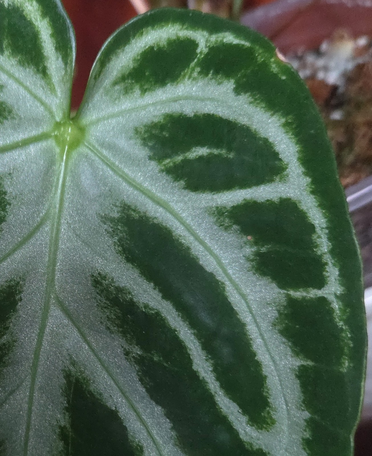 Rare XL Anthurium Dorayaki X Silver Blush 21″ Tall Not Philodendron Monstera