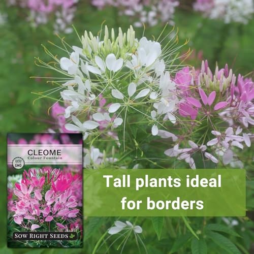 – Colour Fountain Cleome Seeds for Planting Outdoors – Spider Flower – Non 2