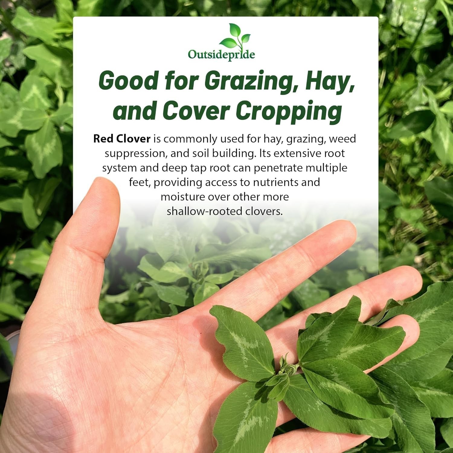 Red Clover Seeds for Lawn & Forage – 5 lbs.