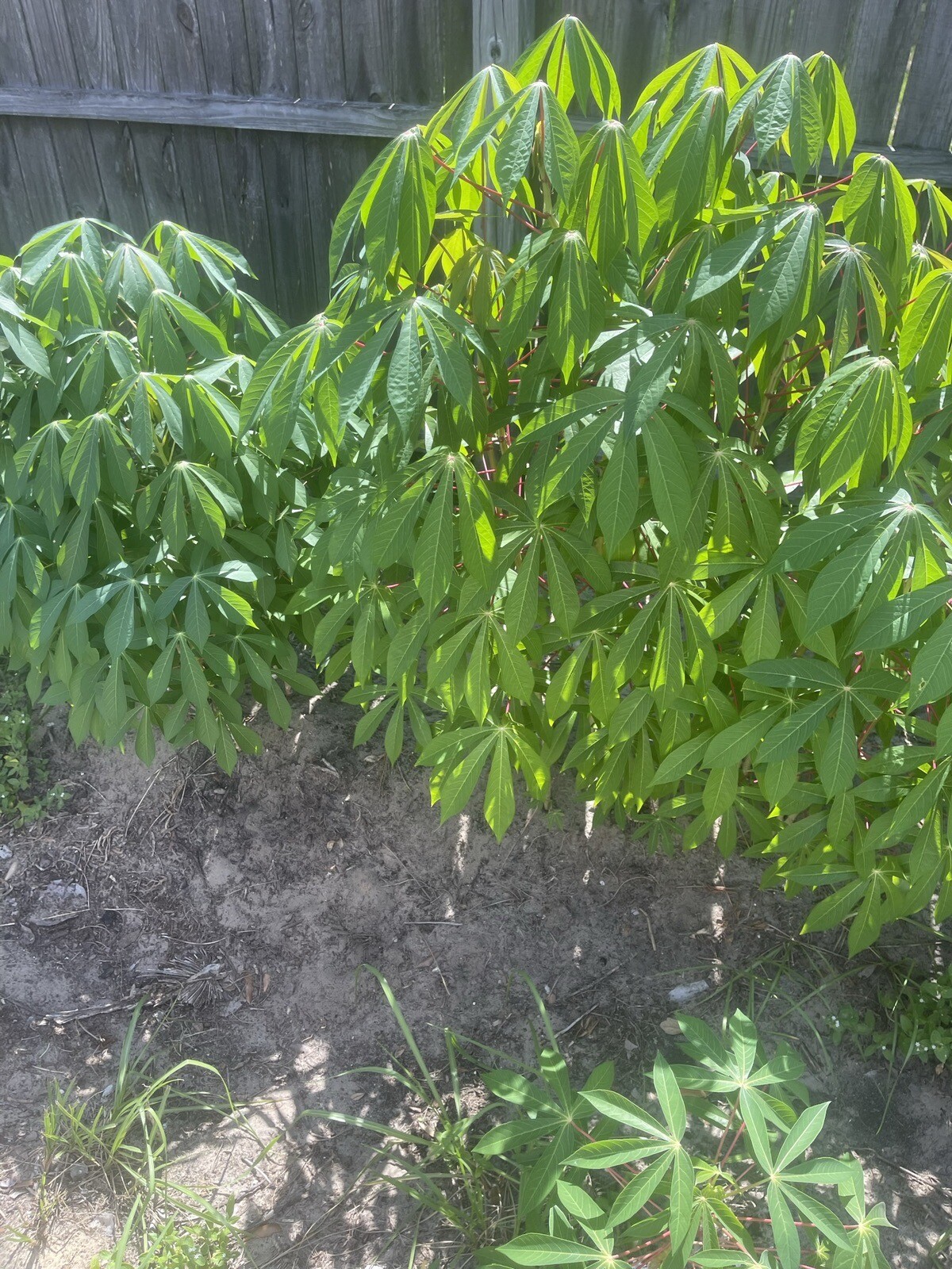 Organic Sweet Red Cassava Yuca Manihot Esculenta/ 5 Cuttings / Yuca Cuttings