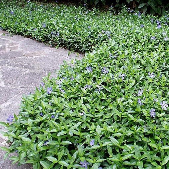 Qty20 Bare root Creeping Myrtle Periwinkle, Vinca Minor or Perennial Vinca,