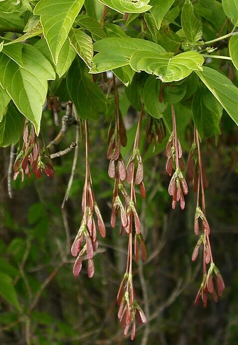 Box Elder (Acer negundo) Plug Grown Seedlings (3-Pack)