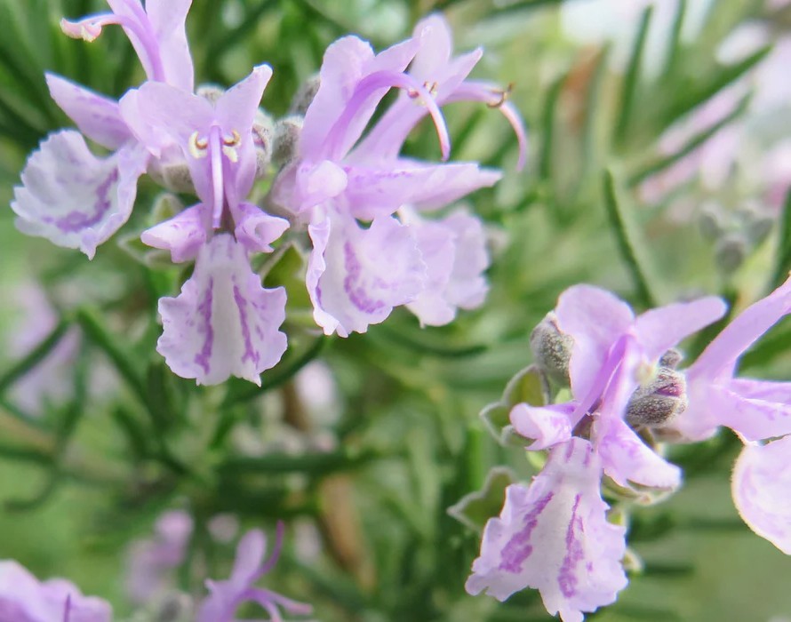 Rosemary Rosmarinus Pre Bonsai Dwarf Shohin Nice Movement Trunk Flowers Fragrant