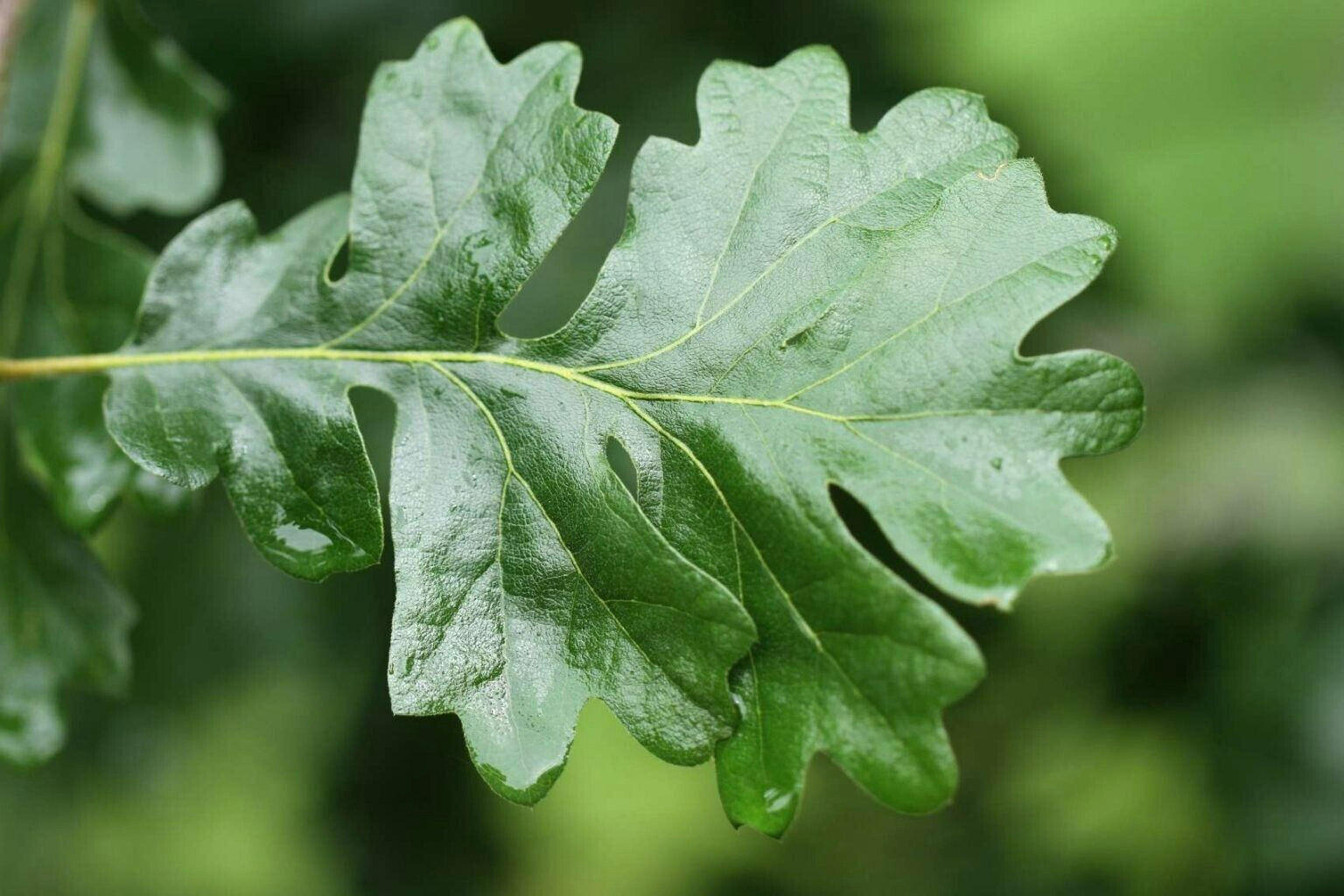 12 OREGON WHITE OAK ACORNS – Quercus garryana var. garryana
