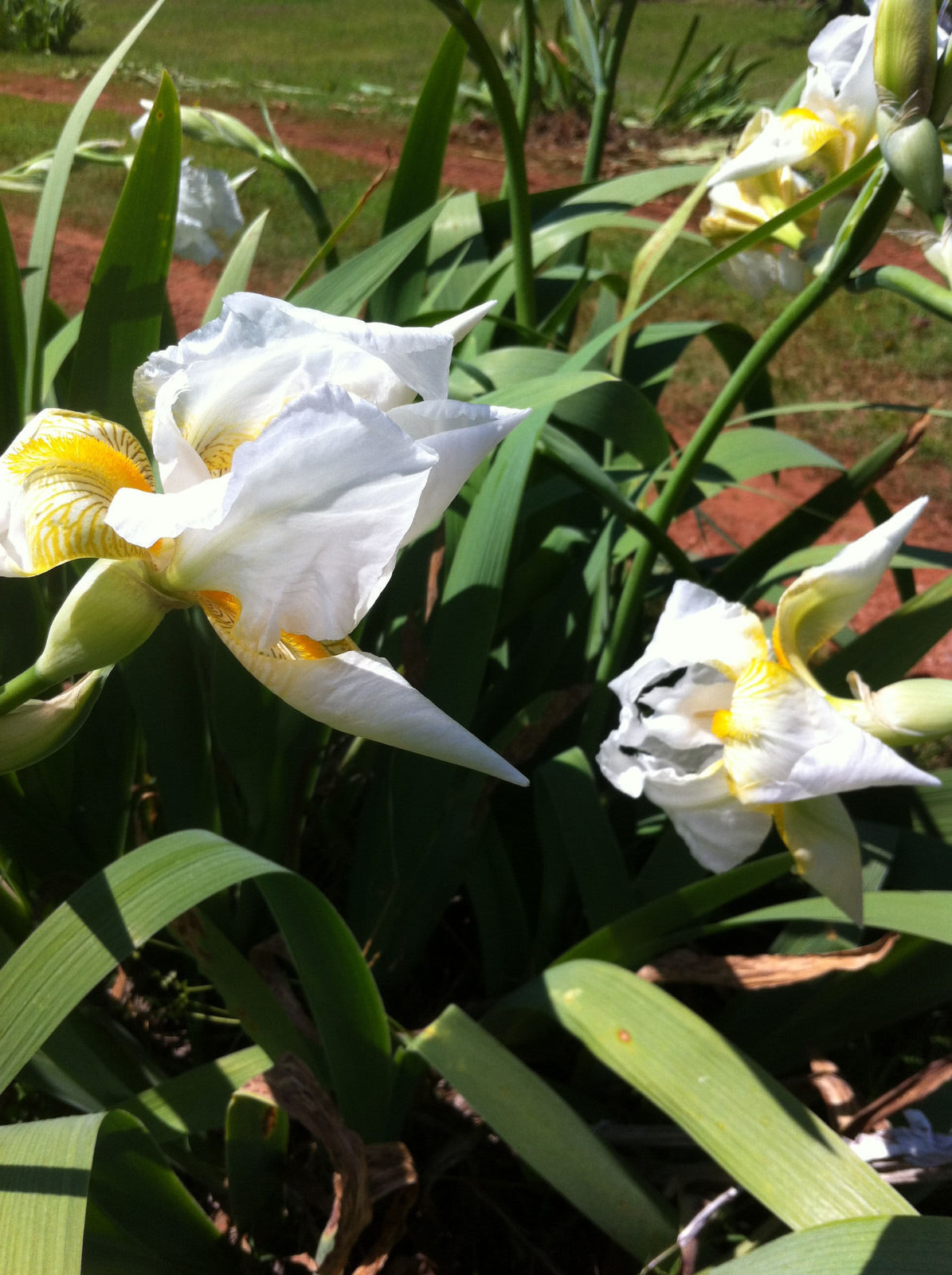 Order 5 organicaly grown white tall German bearded iris rhizome bulb