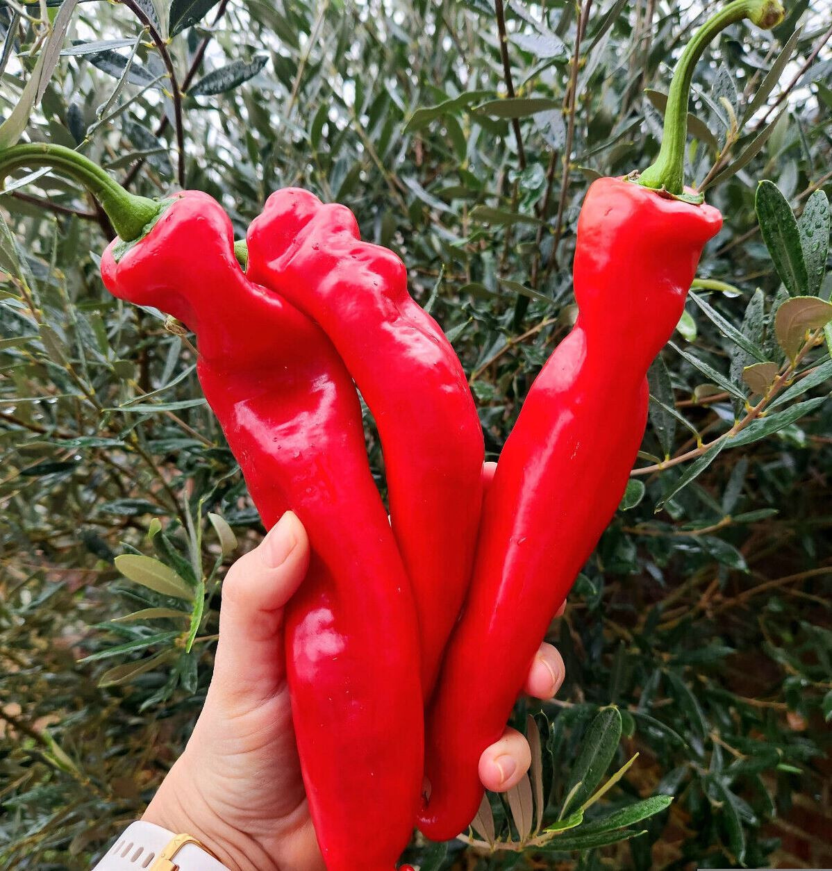 75ct Heirloom NuMex BIG Jim Hatch Chili Pepper Seeds HUGE Foot Long Mild Peppers