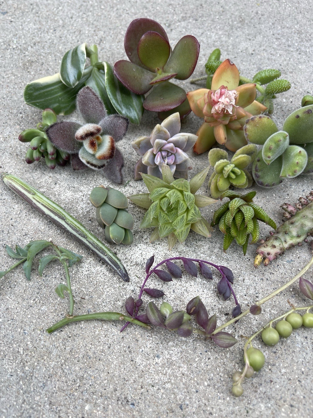 25 Assorted Succulent Cuttings | FREE SHIPPING