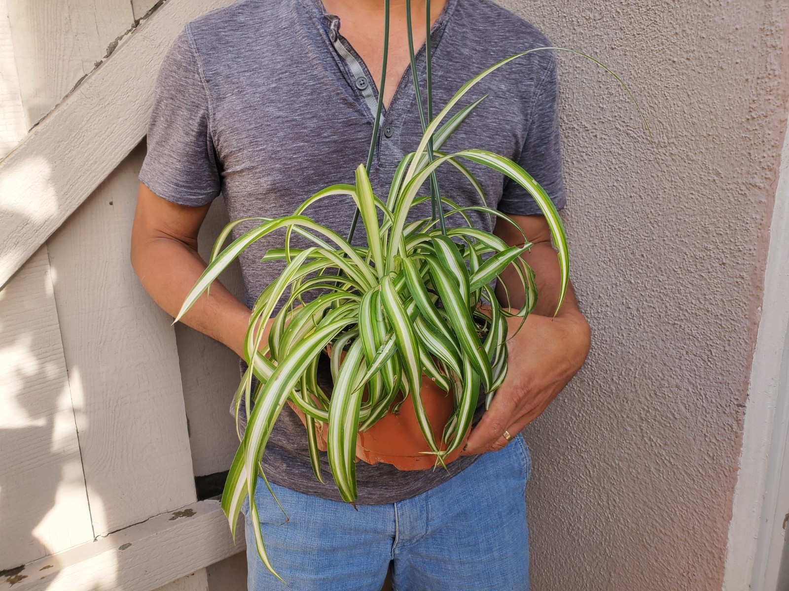 Variegated Spider Plant Chlorophytum comosum