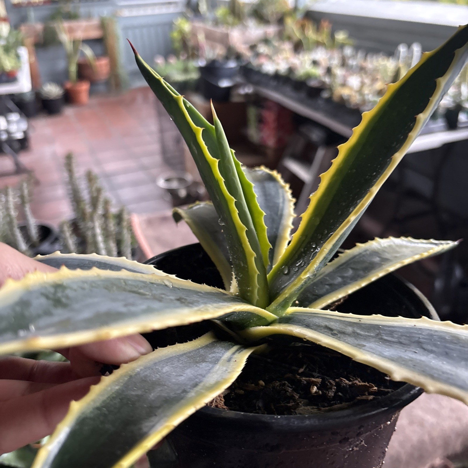 Agave cornelius Starlight 6 in pot