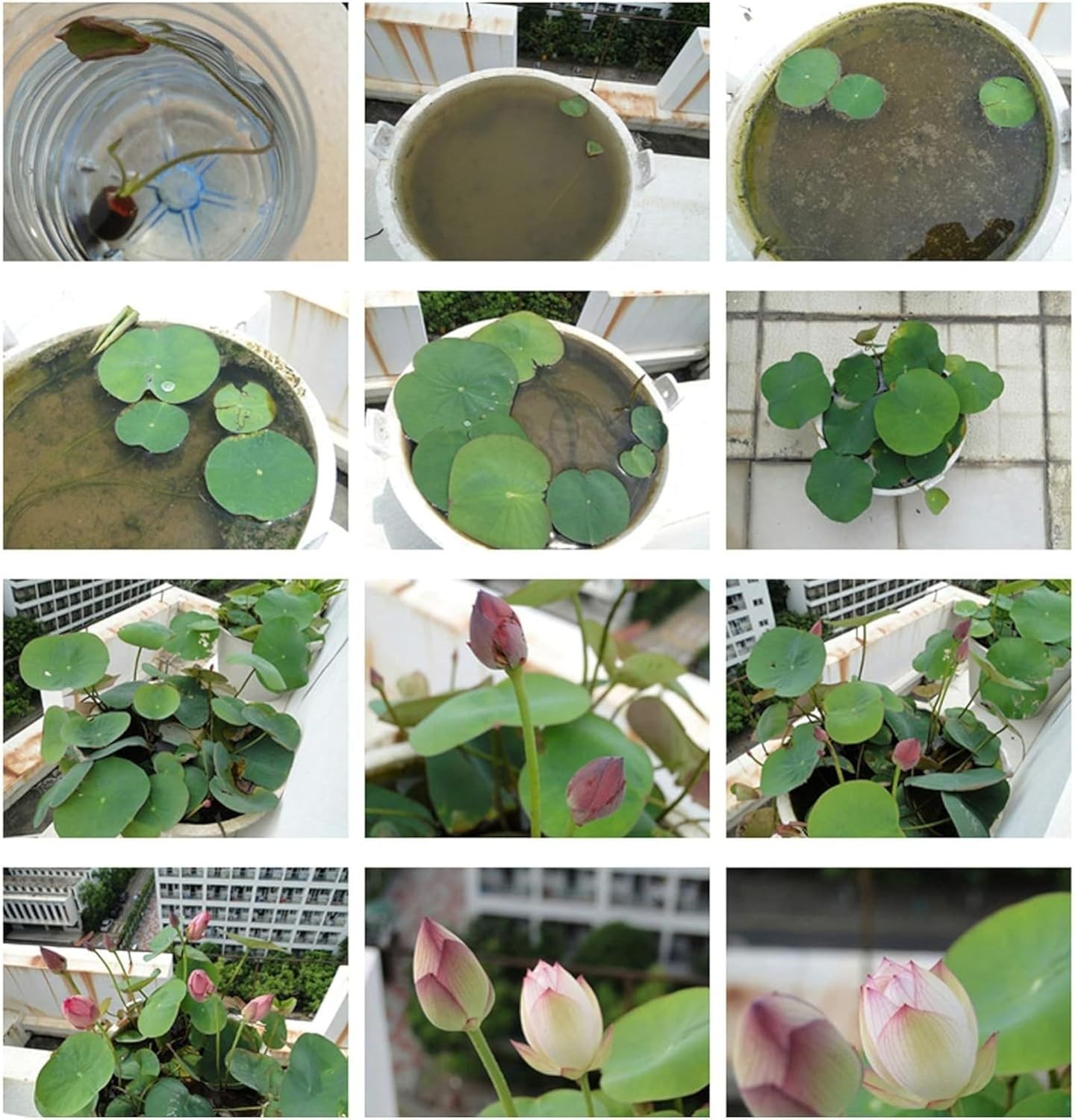 20pcs Mixed Pink, Red & Green Color Bowl Lotus Seeds for Planting Beautiful W…