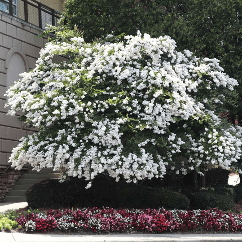 Acoma Crape Myrtle: Elegant, Crisp Snow-White Weeping Beauty for Your Landscape