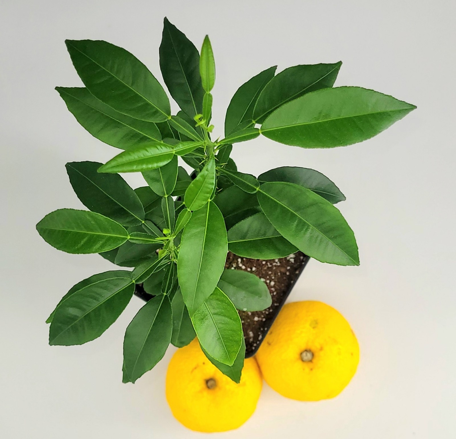 Pot of 2 Yuzu Trees, 6 Inches To One Foot Tall.