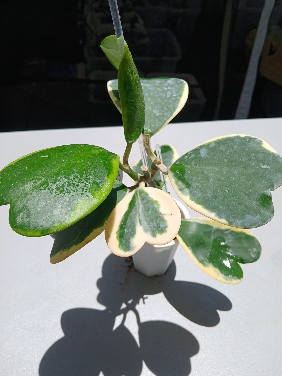 #913- HOYA KERRI VARIEGATED LIVE PLANT, LARGE LEAF, LARGE PLANT,