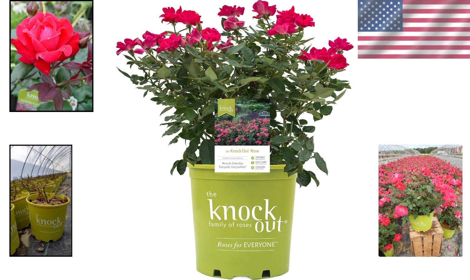 ‘Knock Out’ PP11836 Red Flower Rose – USDA Zones 4-8