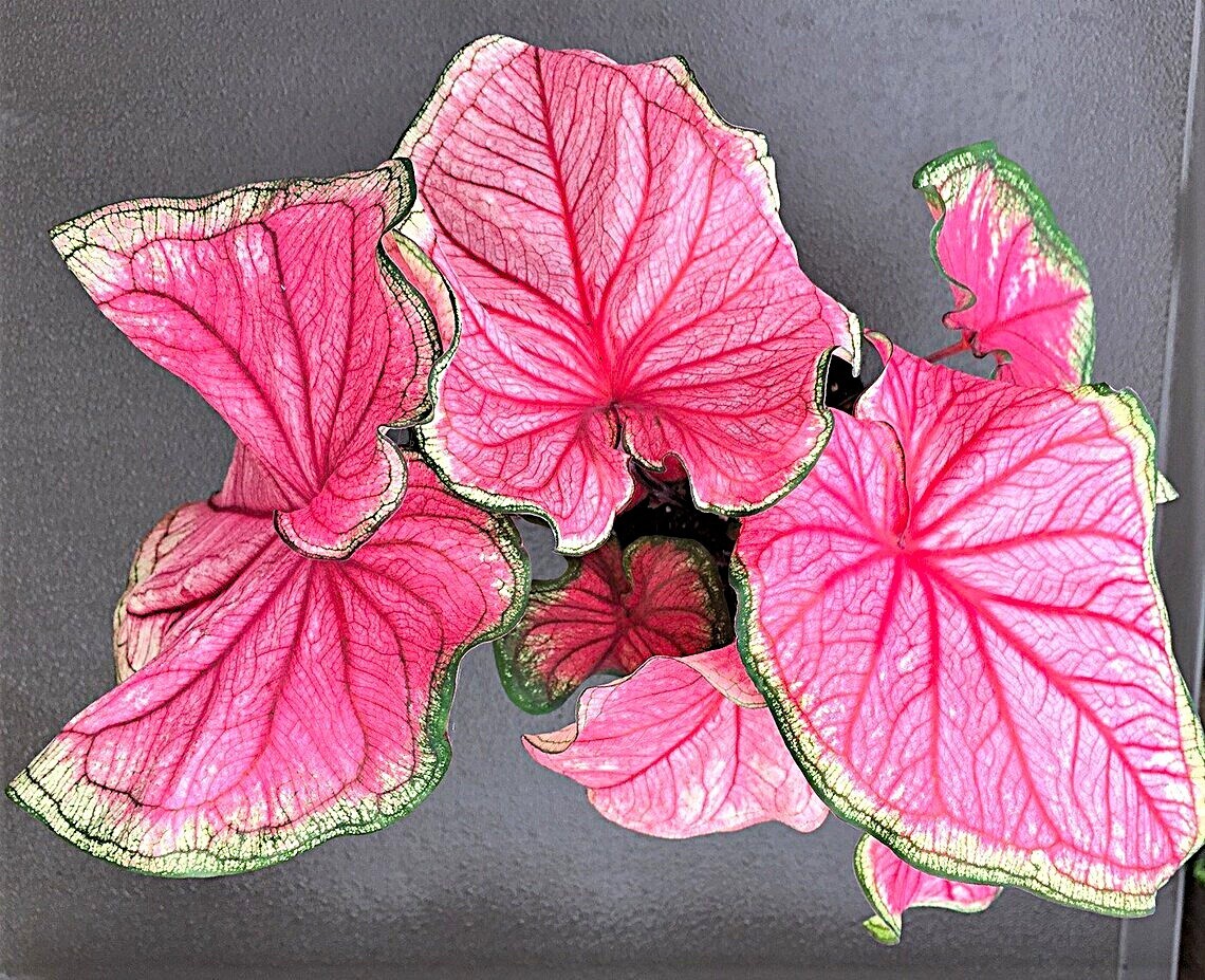 Caladium ‘Florida Sweetheart’ Size #2(2 bulbs)