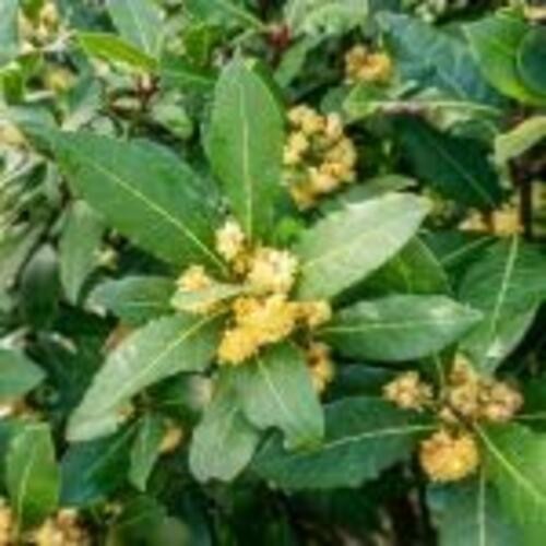 PLANT NOOK Sweet Bay Leaf Tree Live Plant Starter Plug 2-Pack | Bay Laurel