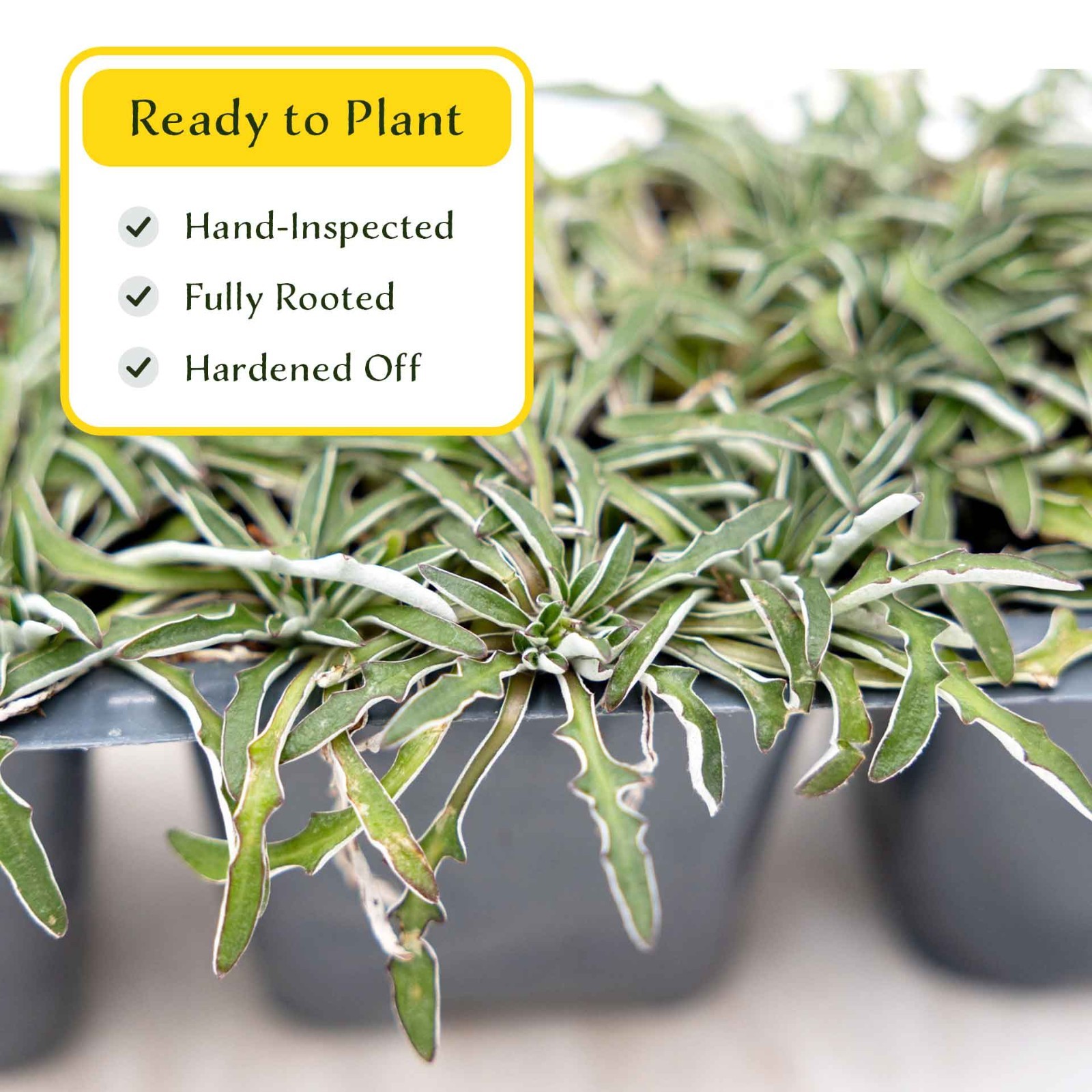 3 Silver Carpet, Live Plants in 2.5″ Cubes (Dymondia margaretae) Groundcover