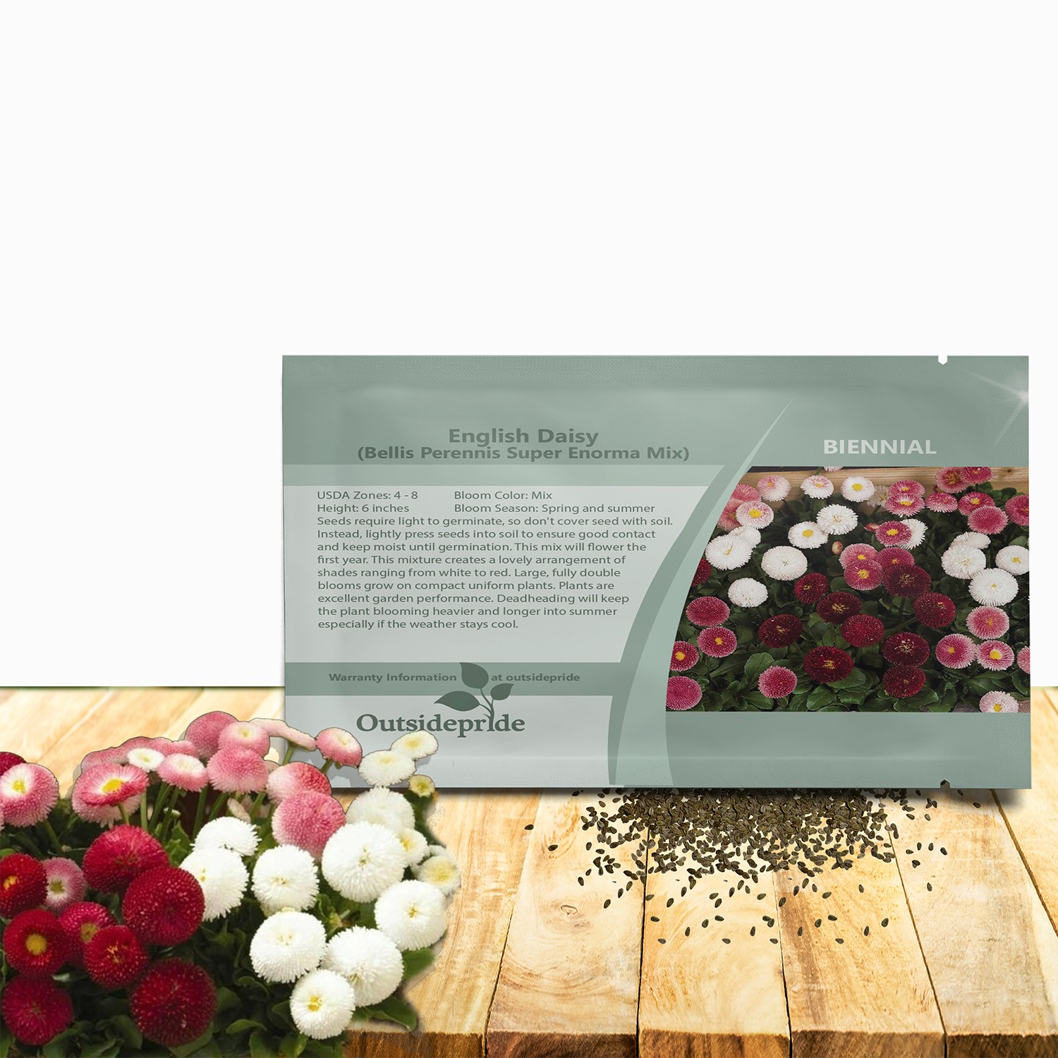 10000 Seeds English Daisy Seeds – Bellis Perennis Mix Flower Seed