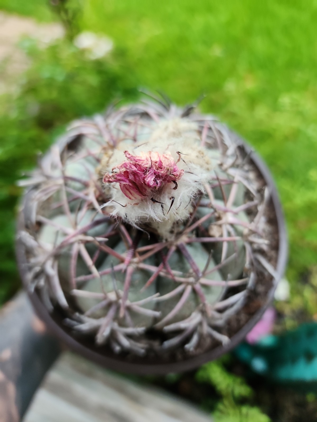 Large Echinocactus Horizonthalonius Horse Crippler Cactus Head BE1