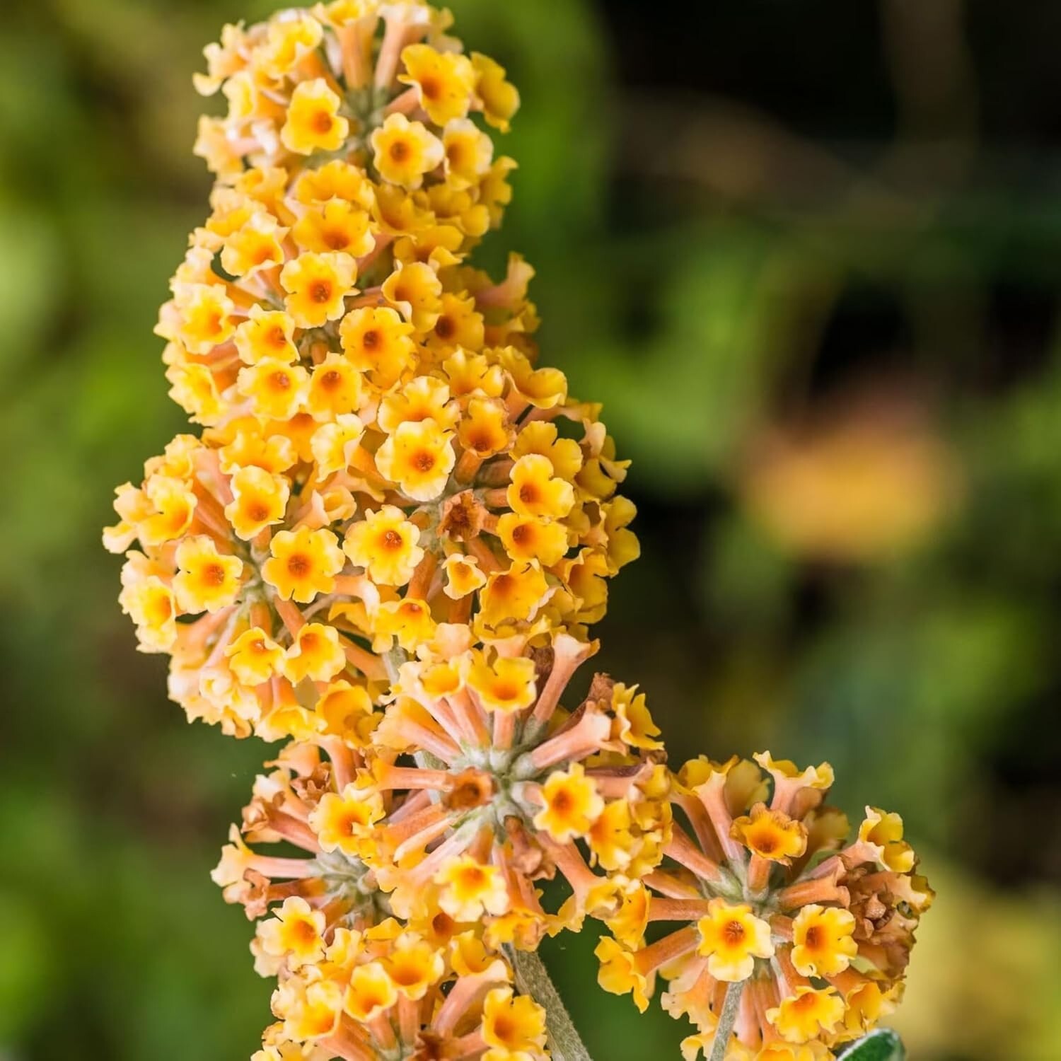 Yellow Butterfly Bush Starter Plant 4-6″ Tall-Honeycomb Buddleia Plant