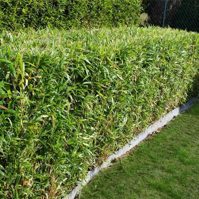 Bambusa multiplex – Green Hedge Clumping Bamboo Plant – 1 Gallon – Non-Invasive