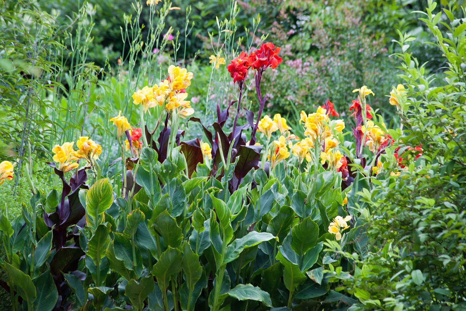 5 YELLOW CANNA LILY Indian Shot Canna Indica Flower Seeds *Flat S/H