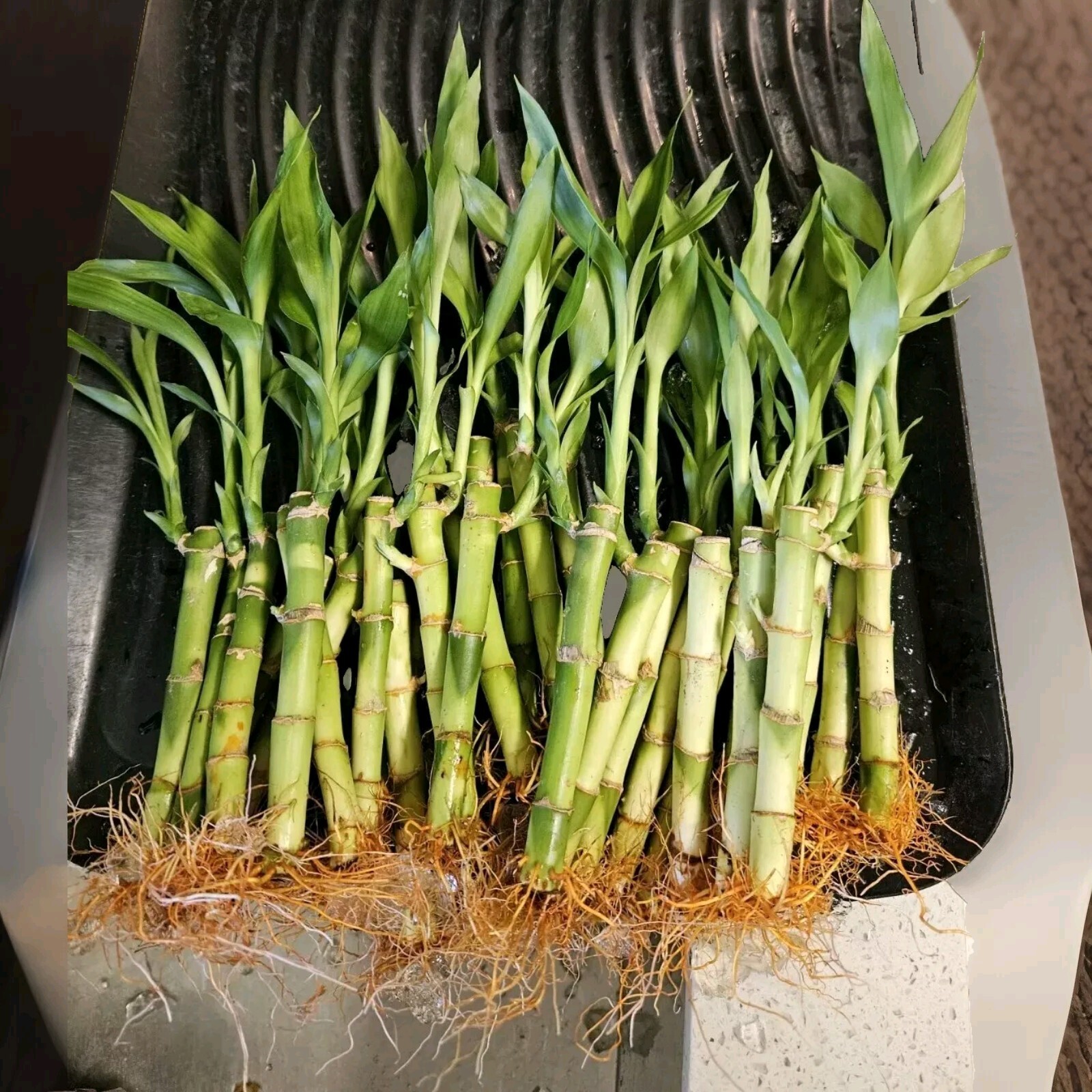 8 LUCKY BAMBOO PLANTS 4″ and 6″ Indoor Perennial, Feng Shui, Ideal GIFT, Water