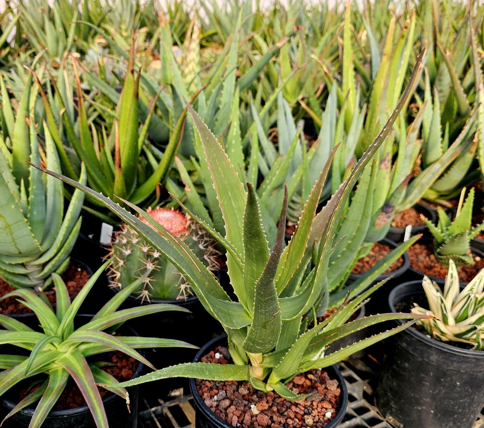 Rare 1g Aloe Mandotoensis – Madagascar Top Shelf Seed Grown