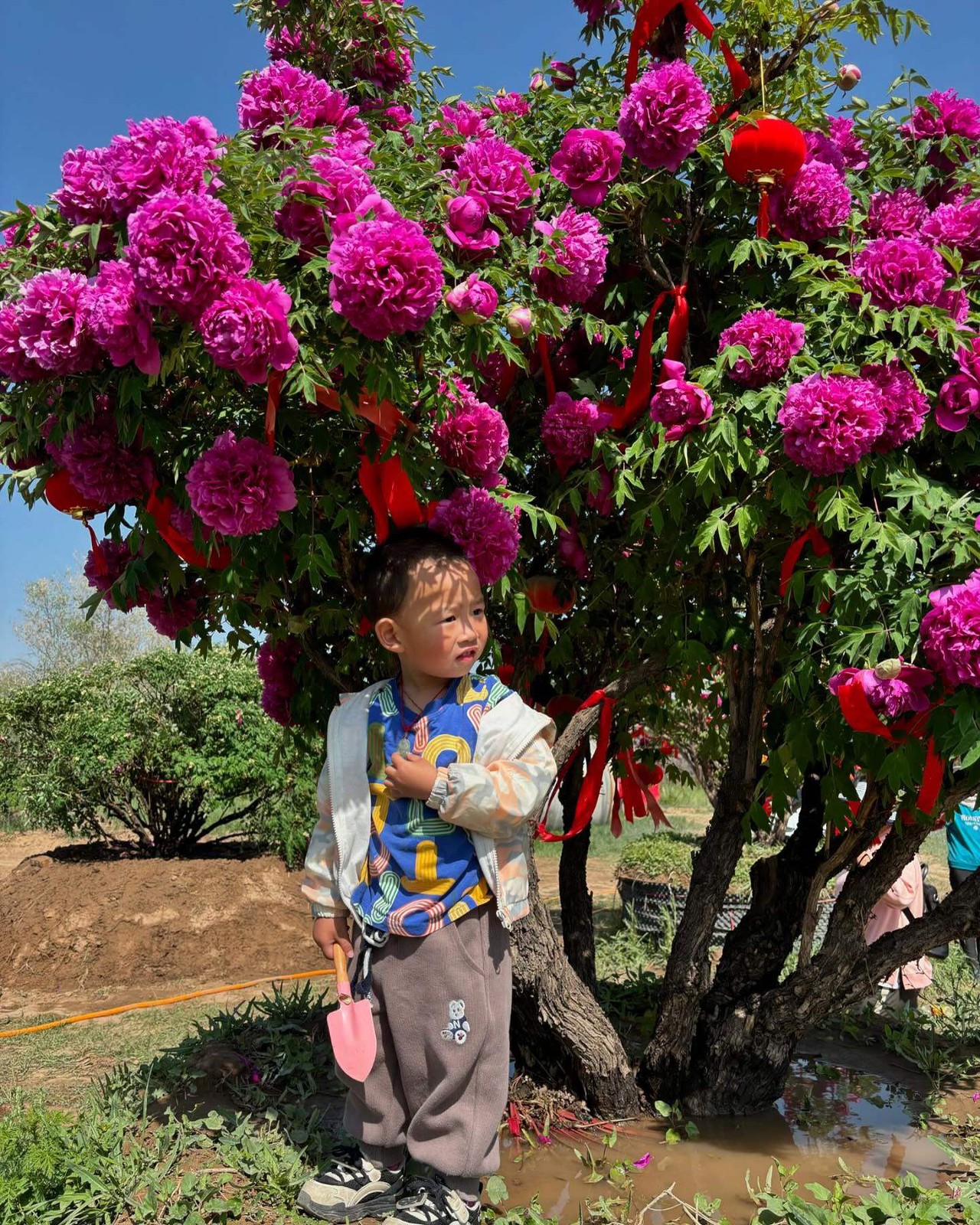 “Li xiang” large flower tree peony