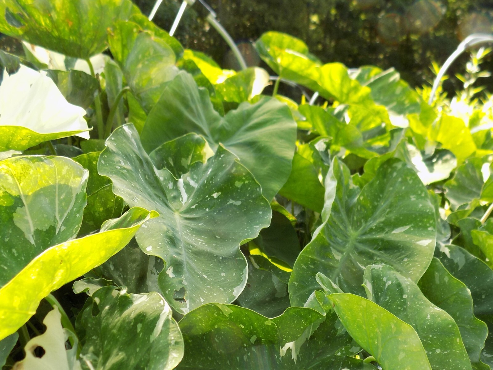 Ele Paio – Milky Way Colocasia / Elephant Ear – 1 Gallon Plant – Rare