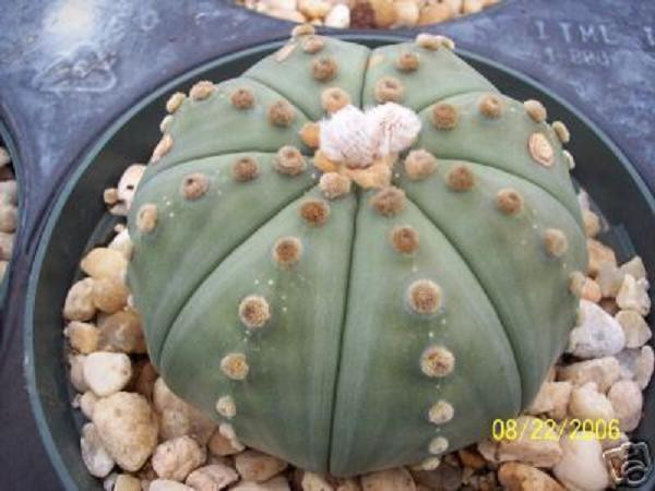 Astrophytum Asterias Nudun sand dollar cactus exotic cacti rare seed 15 SEEDS