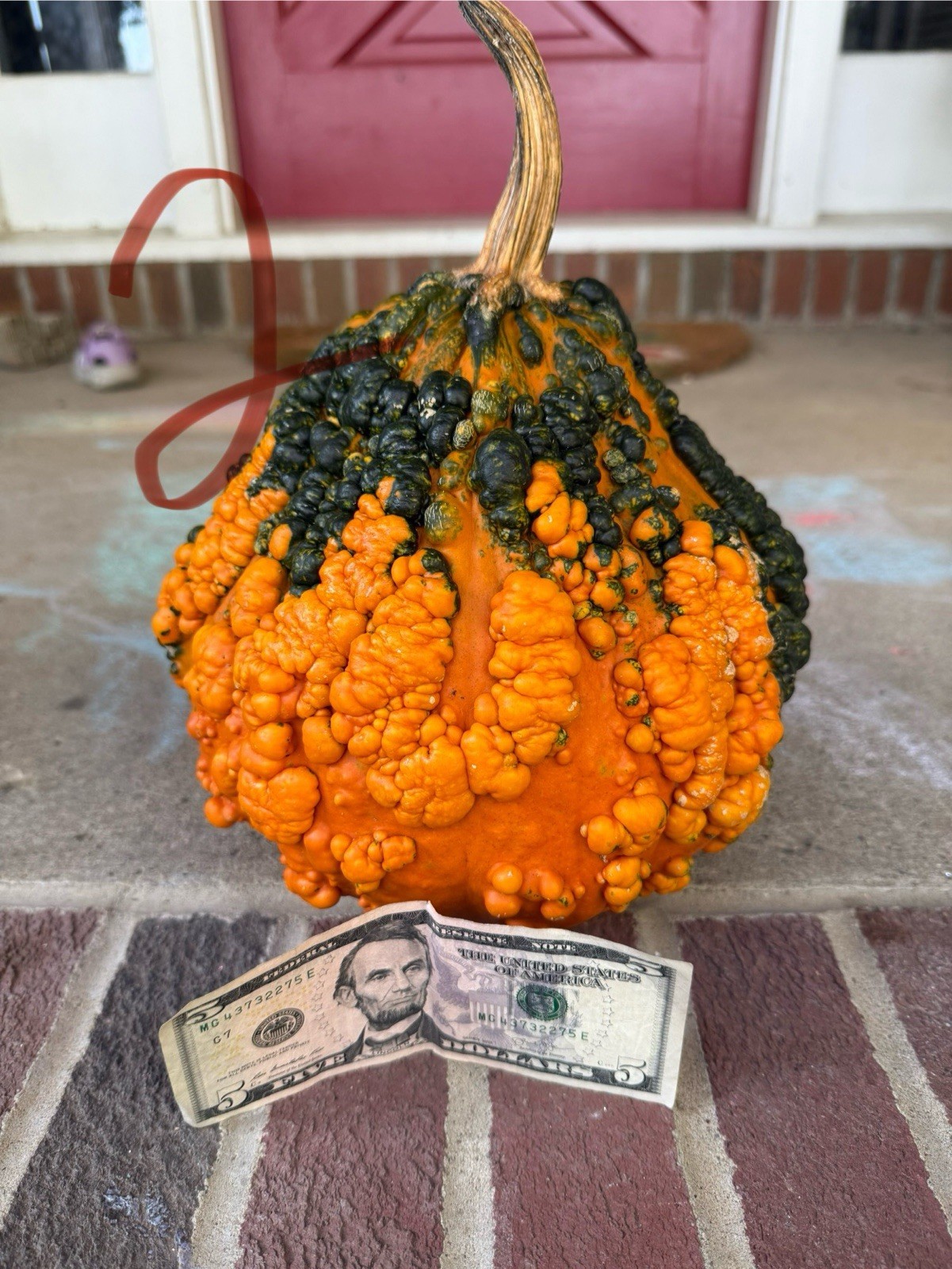 Seeds #2: Warty Orange and Green Gourd/Pumpkin. Exotic, unique seeds (10 count)