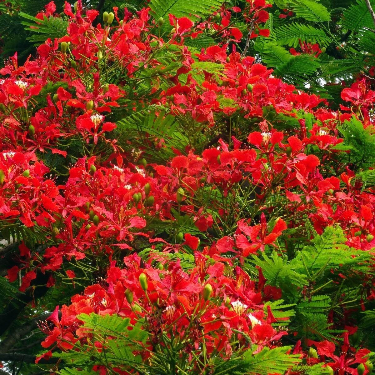 15 Delonix regia Royal Poinciana Red Flame Tropical Tree Seeds