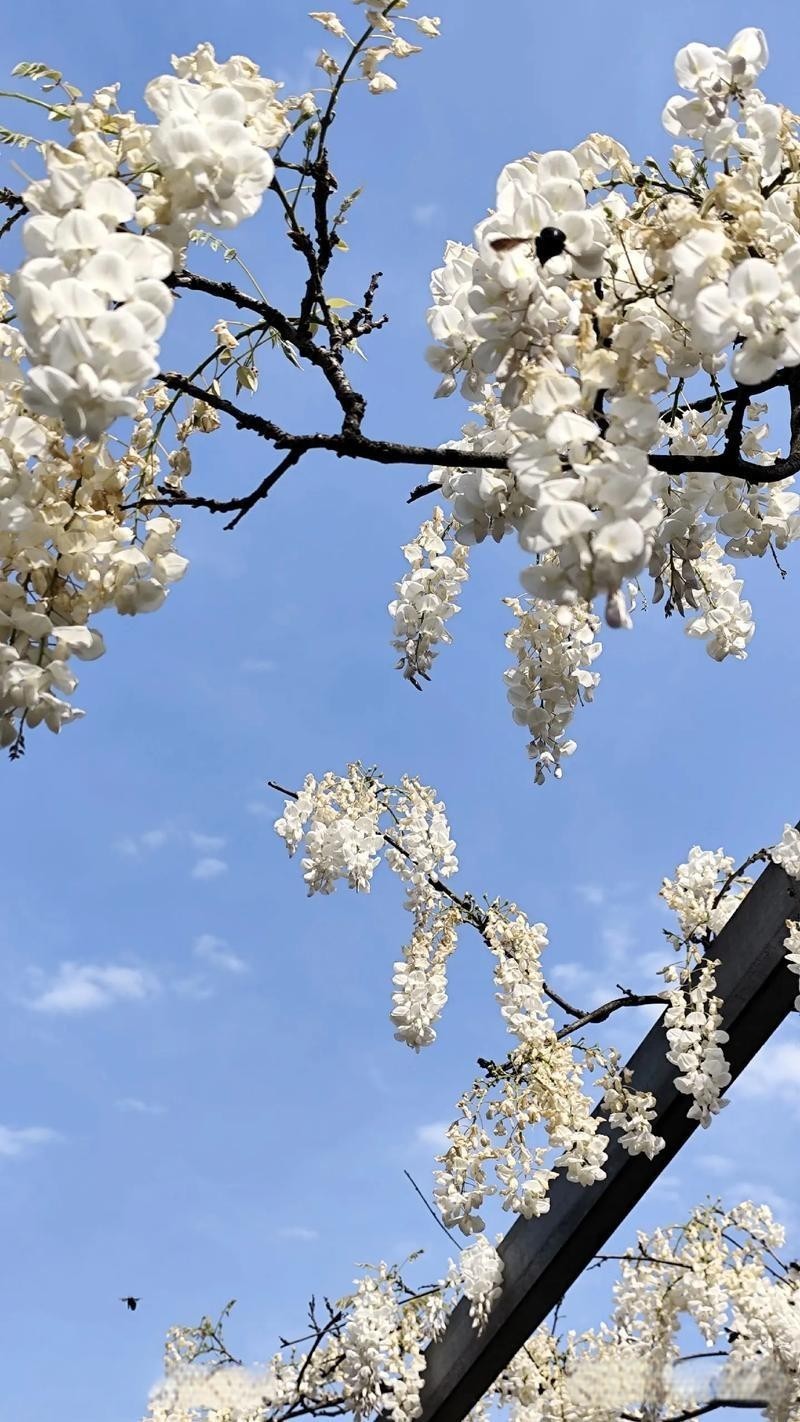 10 Pcs Japanese White Wisteria Sinensis Seeds for Landscaping or Bonsai Planting