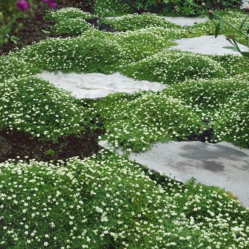 Shade-Tolerant Irish Moss Seeds – 5000 Pcs, Perfect for Rock Gardens and Borders