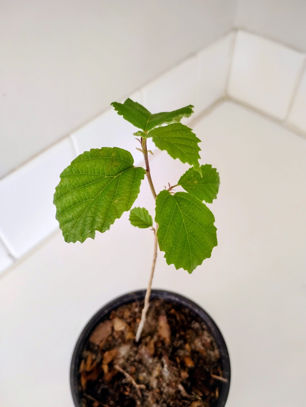 American Witch Hazel Shrub, 1 Quart Pot.