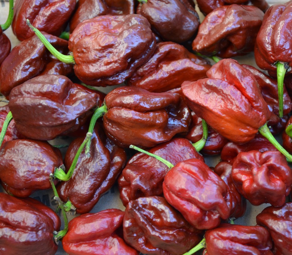 7 Pot Caramel Super Hot Pepper EXTREMELY HOT PEPPER!!! 10 Seeds Free Shipping!